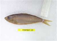 藏品(錘氏小砂(魚丁))的圖片